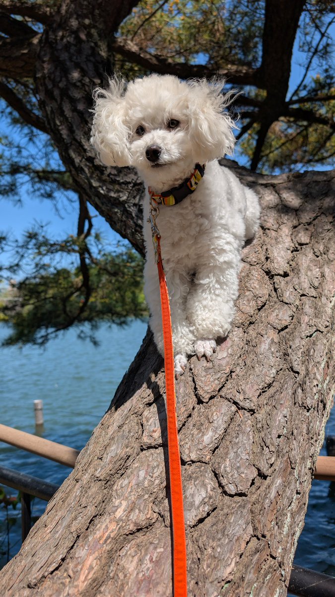 Little Turtle tweet media