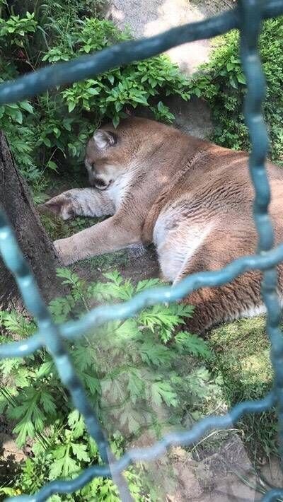 아이나 tweet media