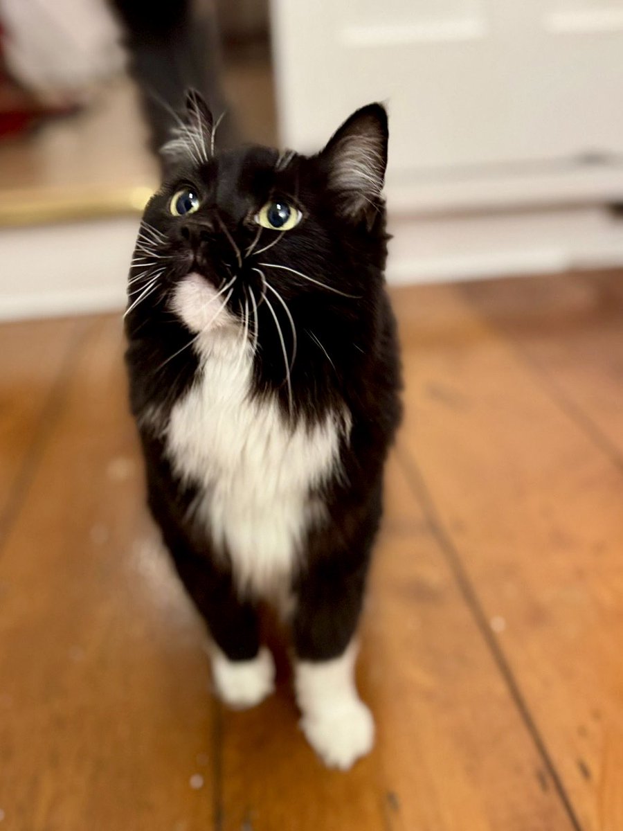 Pickle and Nancy tweet media