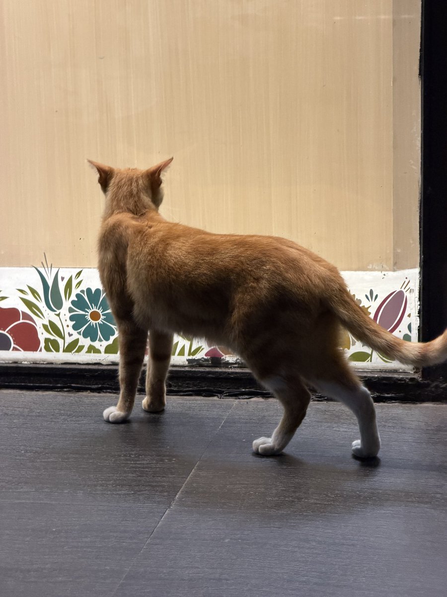 阿迪克斯3.0 被迫正式上线版 tweet media