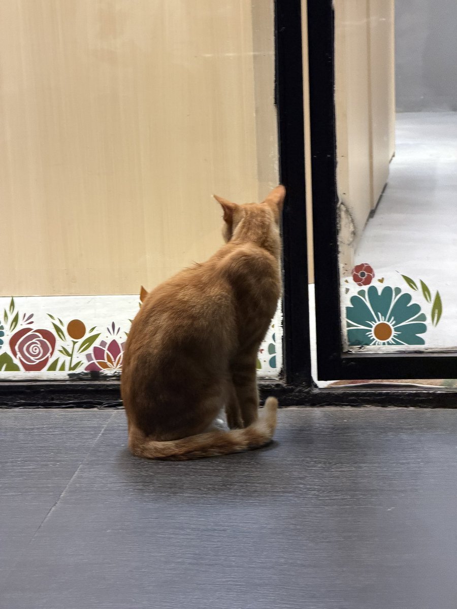 阿迪克斯3.0 被迫正式上线版 tweet media