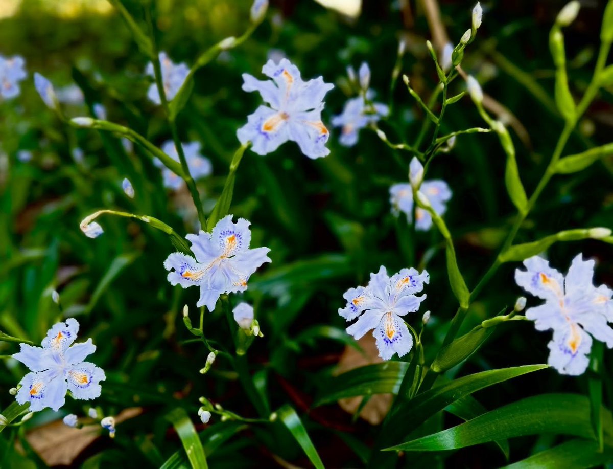 あいめろ tweet media