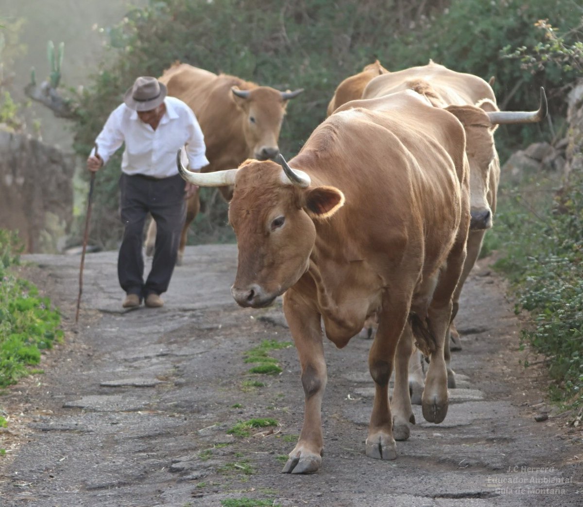 J.C Herrero 👣🎒🥾🌳🏔🐦 tweet media