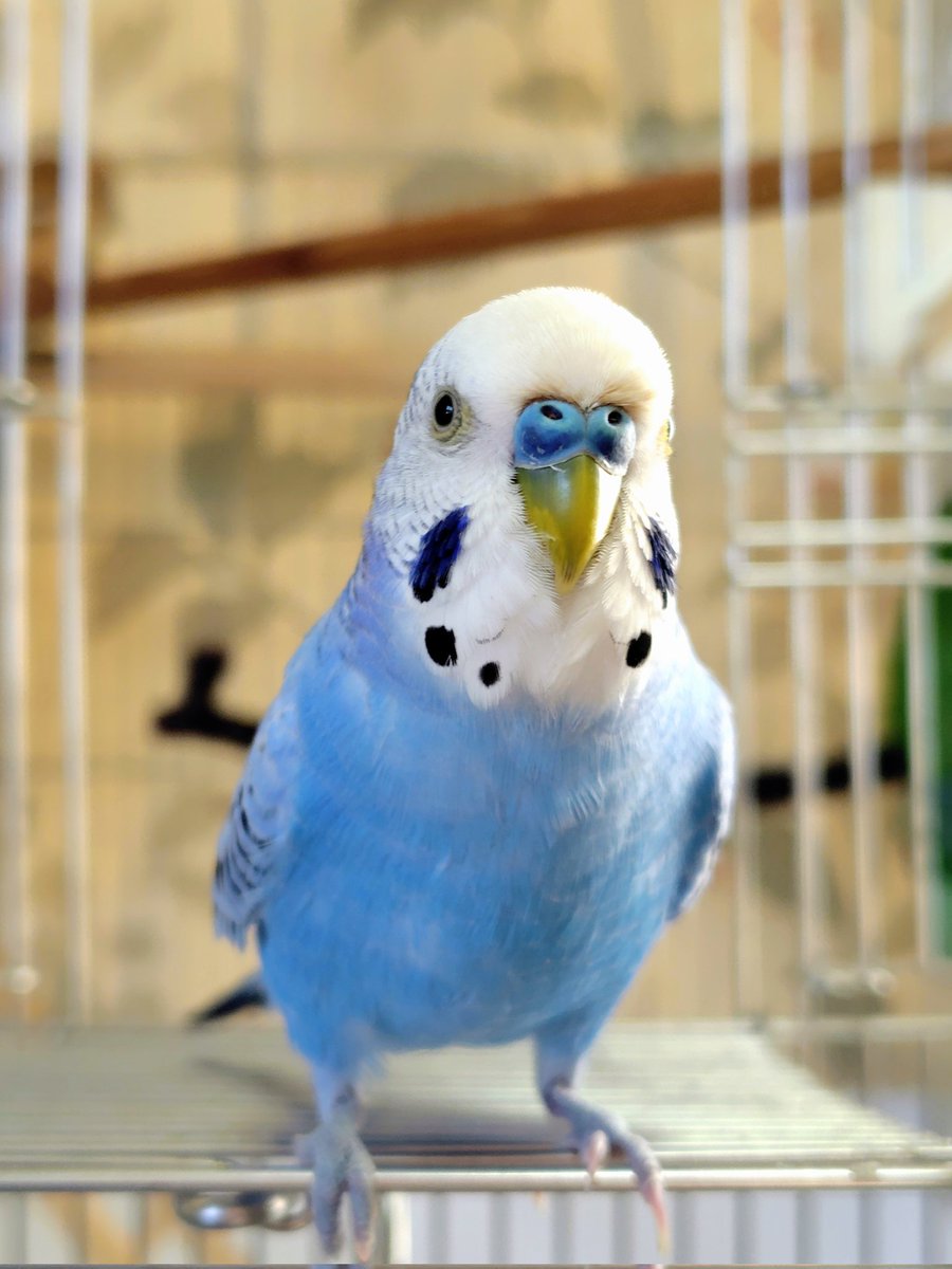 チーコとクー tweet media