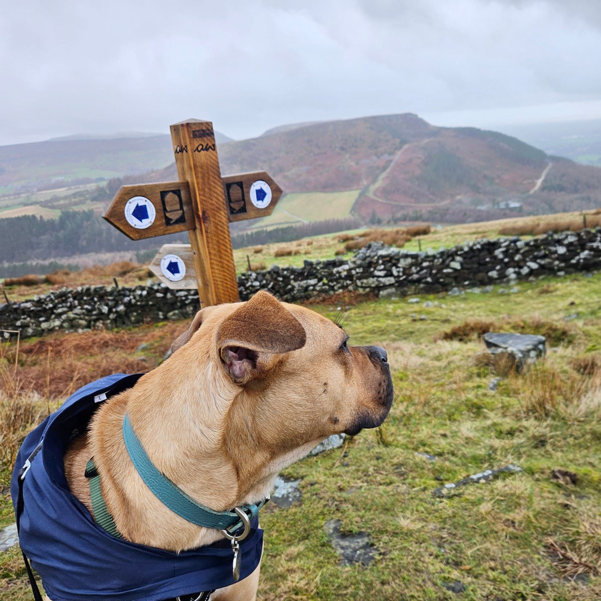DT_Leeds's tweet image. A wonderful PUPdate from Buck who was adopted from us last winter. 🎉

Clearly living his best life every day! 🥰

Looking to adopt a #RescueDog?
Find out how 👉 bit.ly/DTLEEDS

#GoodNews #Leeds #FeelGood #SuccessStory #AdoptDontShop @DogsTrust