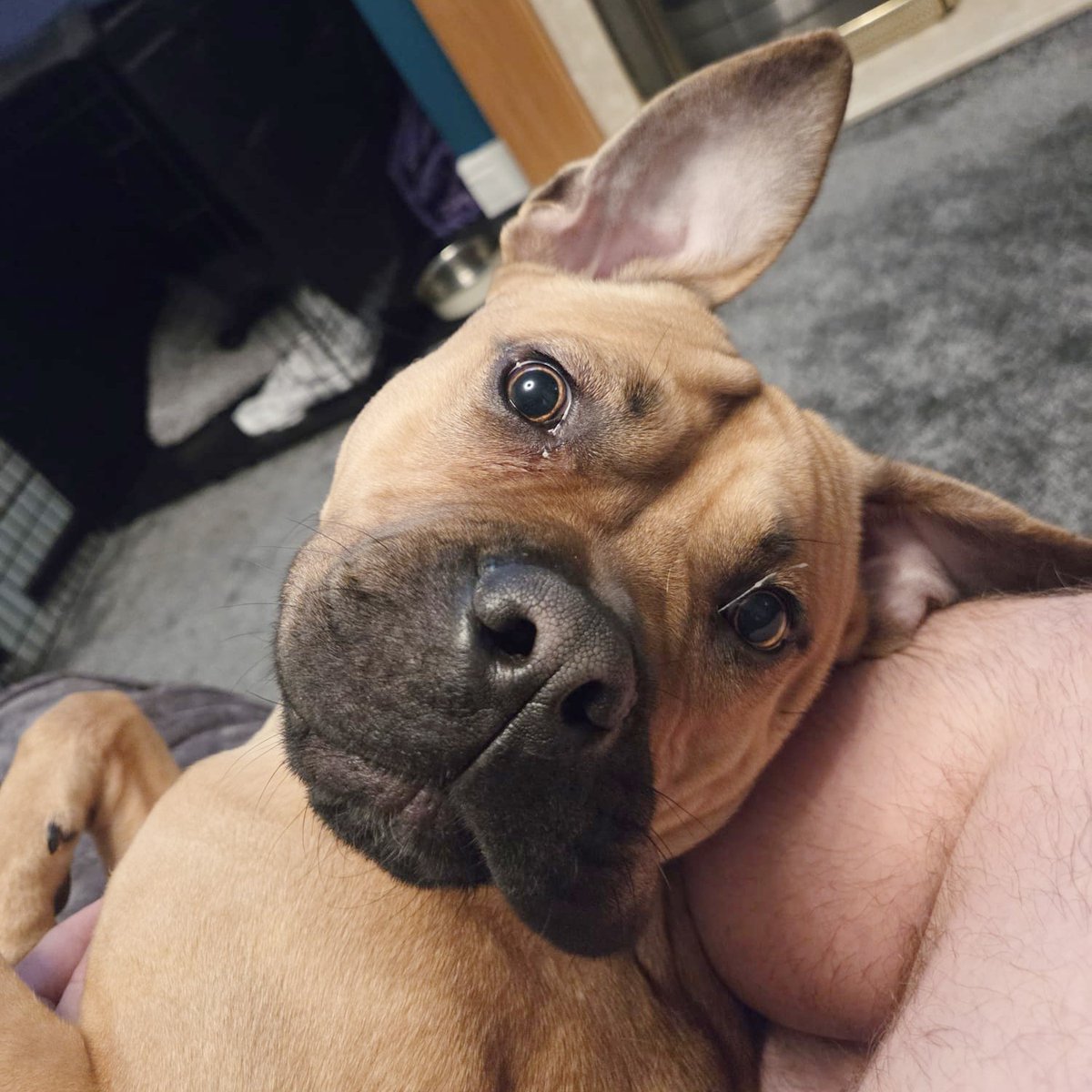 DT_Leeds's tweet image. A wonderful PUPdate from Buck who was adopted from us last winter. 🎉

Clearly living his best life every day! 🥰

Looking to adopt a #RescueDog?
Find out how 👉 bit.ly/DTLEEDS

#GoodNews #Leeds #FeelGood #SuccessStory #AdoptDontShop @DogsTrust