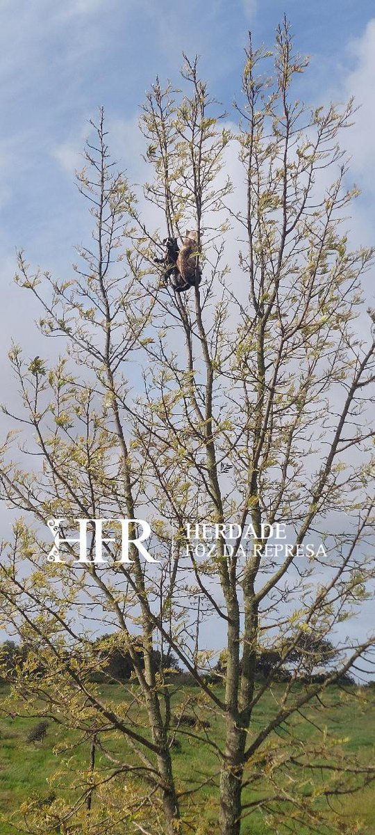 HerdadeFozdaRep's tweet image. Don't know what kind of tree this is 

HerdadeFozDaRepresa.com 

#petfriendly #Alentejo