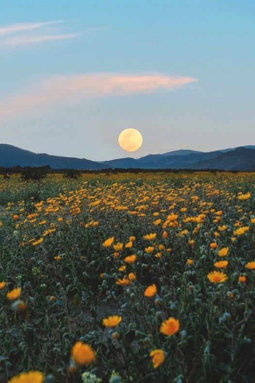 lunecrumbss's tweet photo. full moon https://t.co/QhyKeeptj0