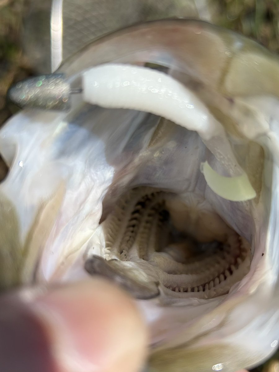 shigefish tweet media