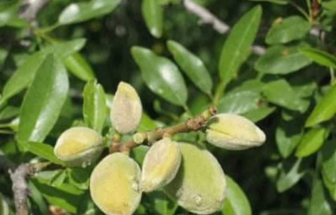 🎹🎶Doumit Khalil🎶🎹 tweet media