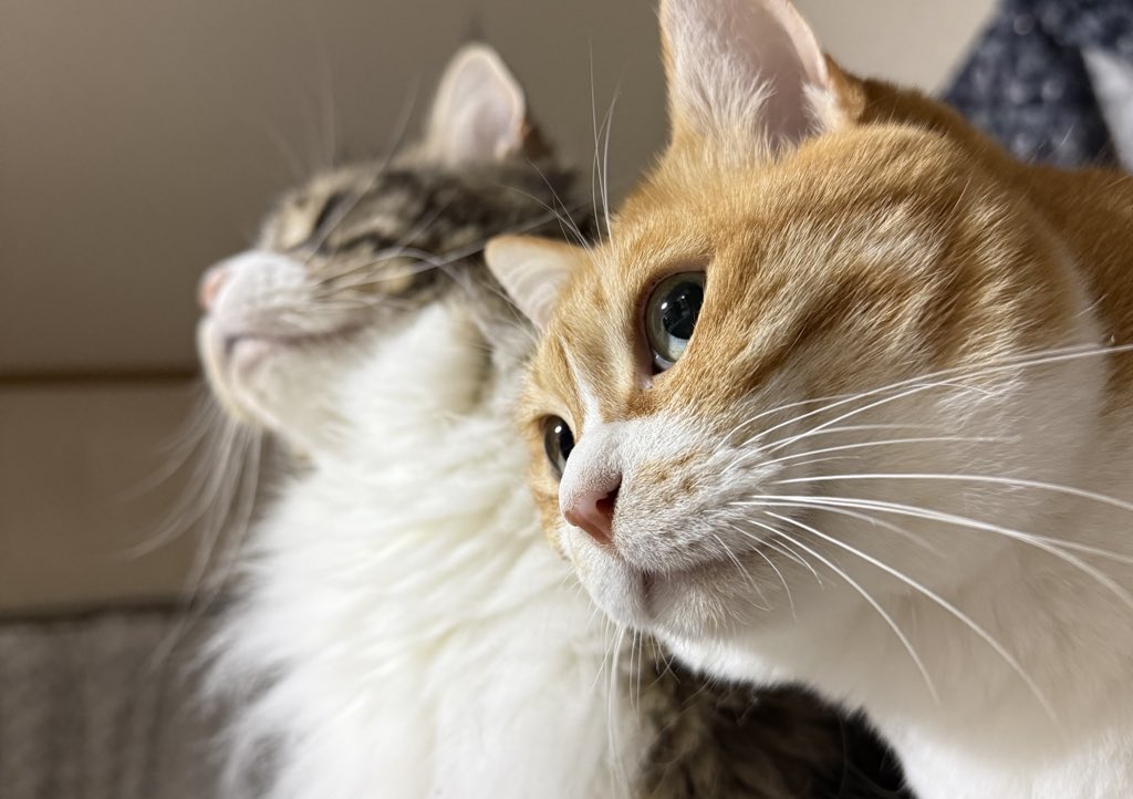 neko03a91's tweet photo. #茶白  #黒猫  #メインクーン  #保護猫  #猫 https://t.co/648snKiNqT