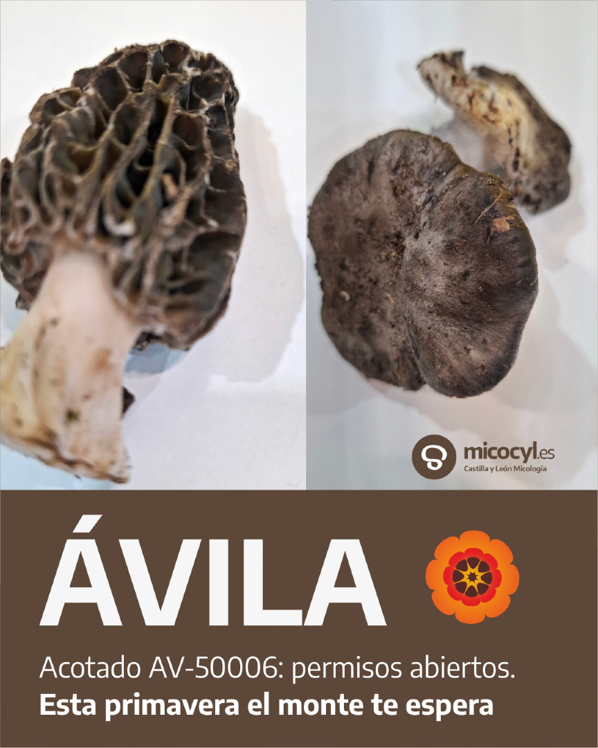 Programa Micocyl tweet media