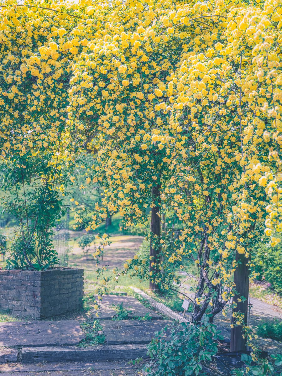 こすもす* tweet media