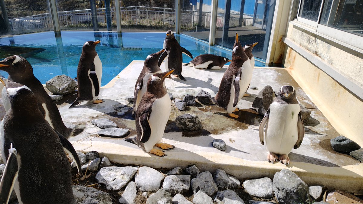 ジェンツーペンギンのお引越し／ フンボル島にいるジェンツーペンギン
