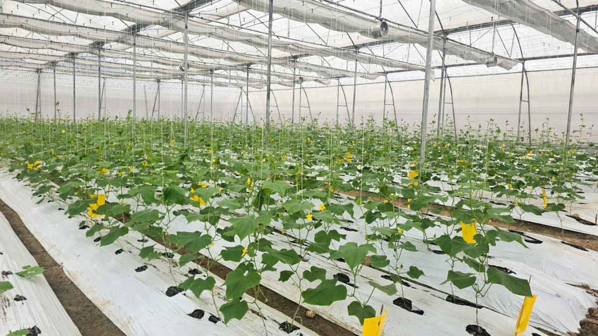 MASHAV-in-INDIA tweet media