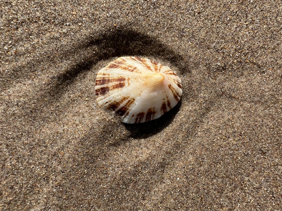 KinlochSusan's tweet image. Thorntonloch beach day #memories 🏴󠁧󠁢󠁳󠁣󠁴󠁿🌤️
