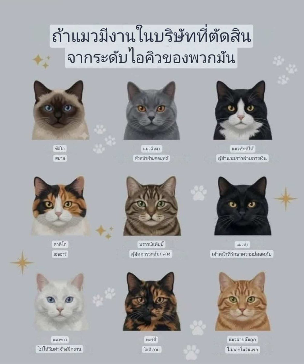 เจ้าแมวส้ม🐱