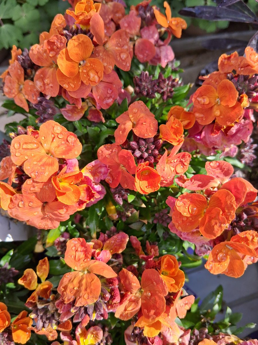 Hilary Taylor tweet media