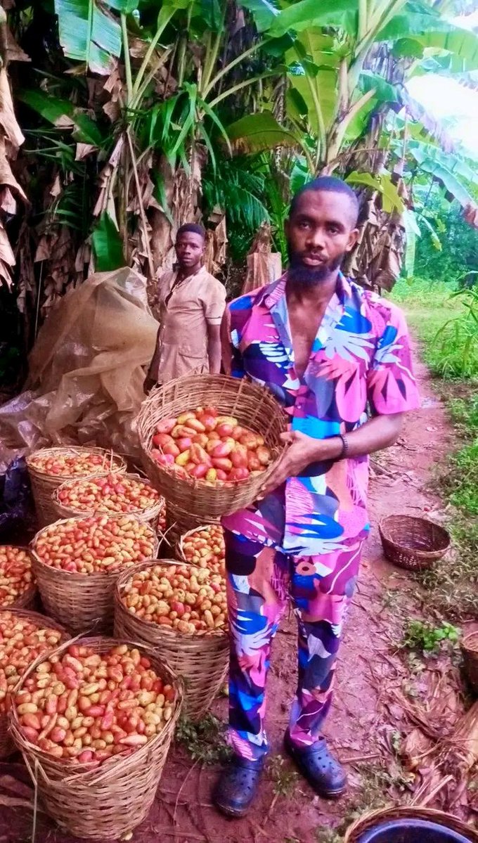 Chukwunonso (Farmer) tweet media