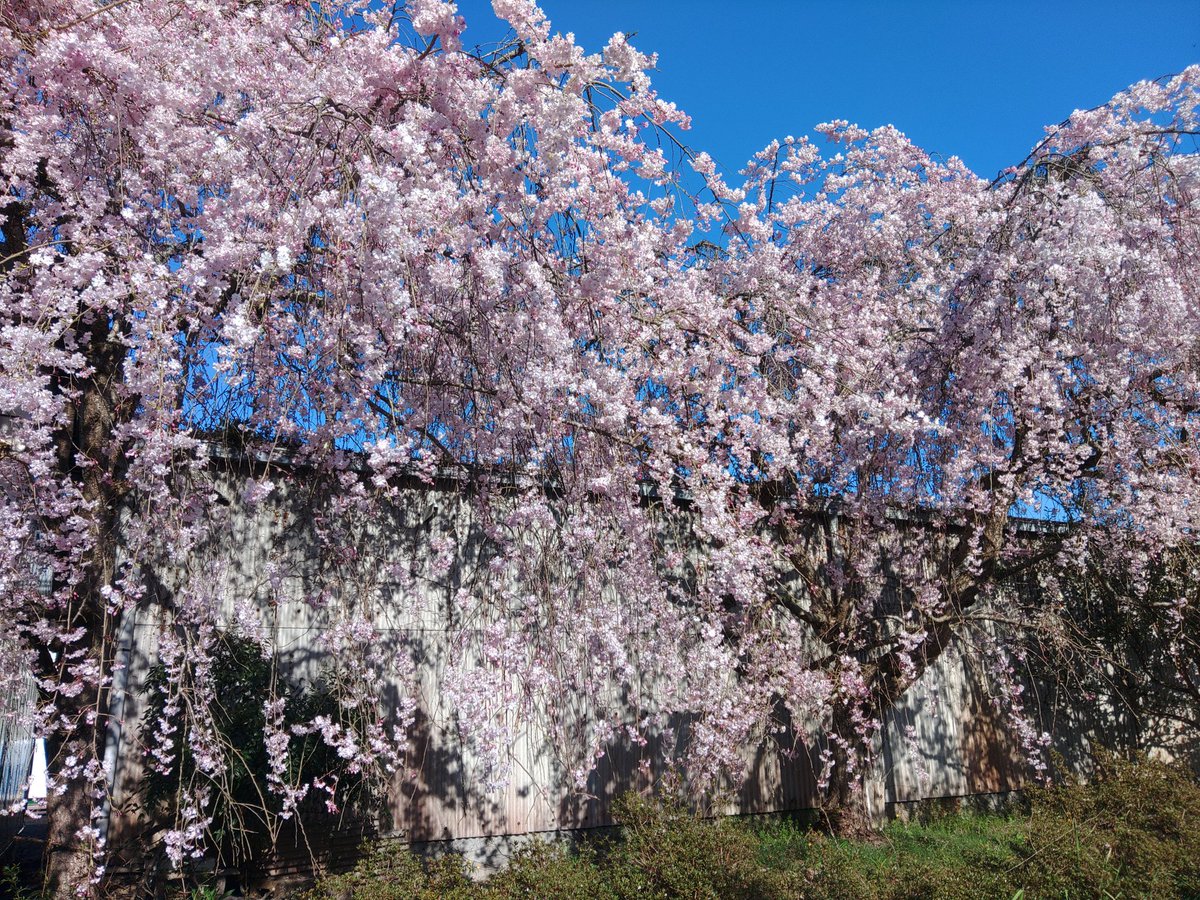 みるふぉん tweet media