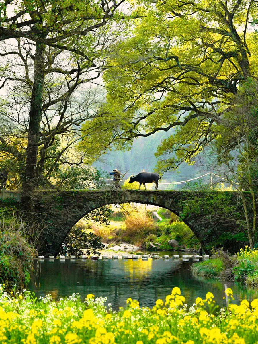 Thomas Gerald Bonow tweet media