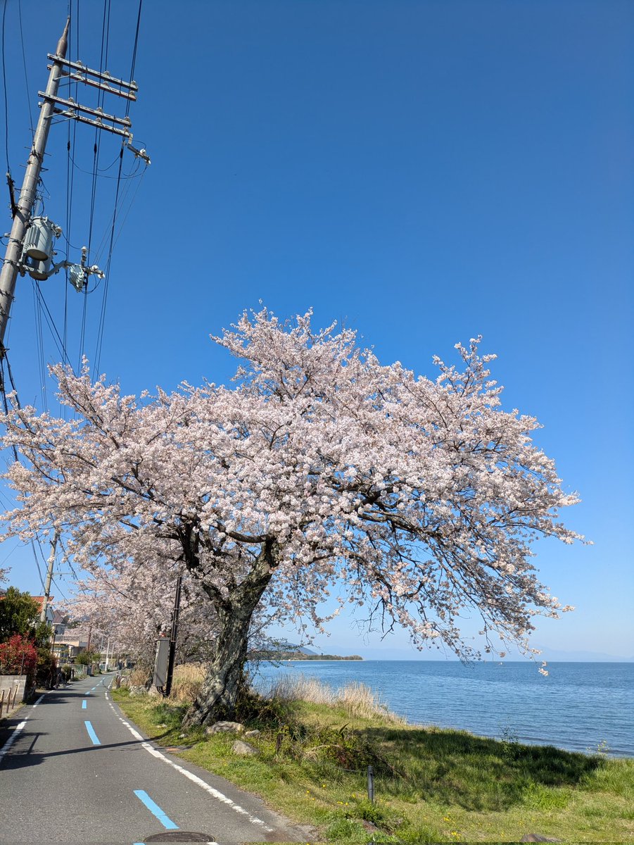ポンちっち(ﾎﾟﾝｷｭｰ) tweet media