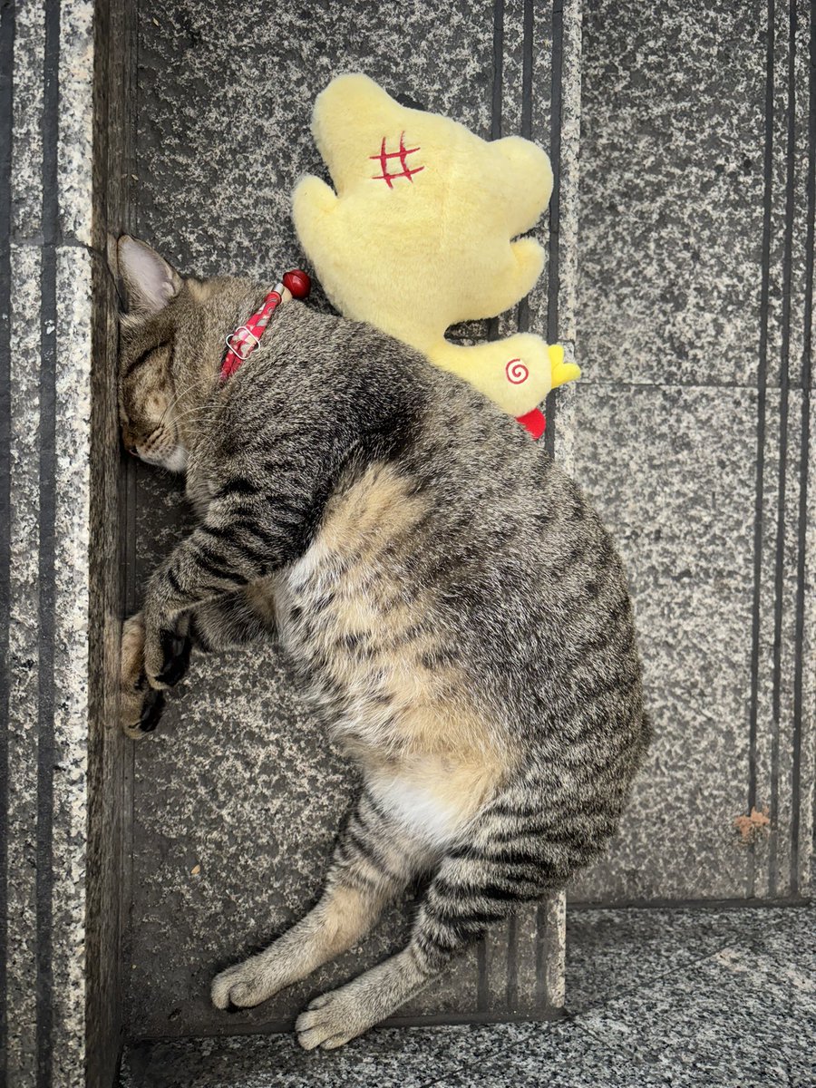 ⪩ ซาเปาไส้ครีม ⪨ 🐈 tweet media