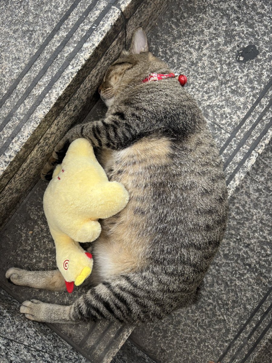 ⪩ ซาเปาไส้ครีม ⪨ 🐈 tweet media