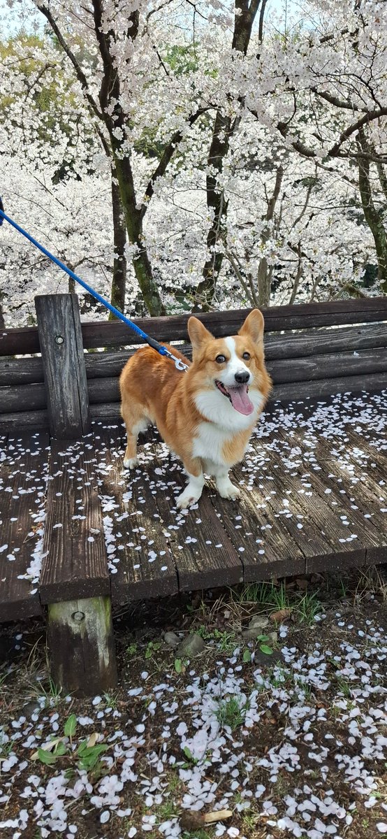 桜散る前に間に合った😇