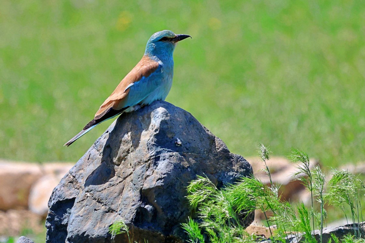 Entdecke Kasachstan tweet media