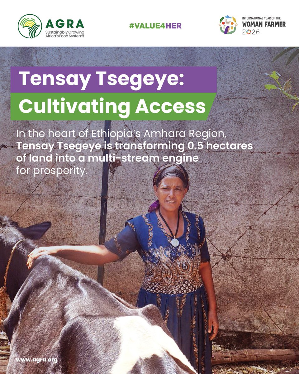 AGRA_Value4Her's tweet photo. In Dera Woreda, Ethiopia, Tensay Tsegeye is proving that when women farmers access credit, they don't just grow crops, they grow entire economies.
For years Tensay faced the “input gap” unable to afford the seeds or tools to farm her own land.
#Value4her #AGRA #WAYA2026 https://t.co/twIe7qRwmK