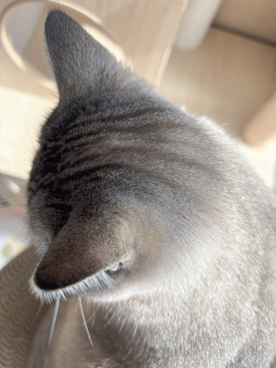 ふぅ tweet media