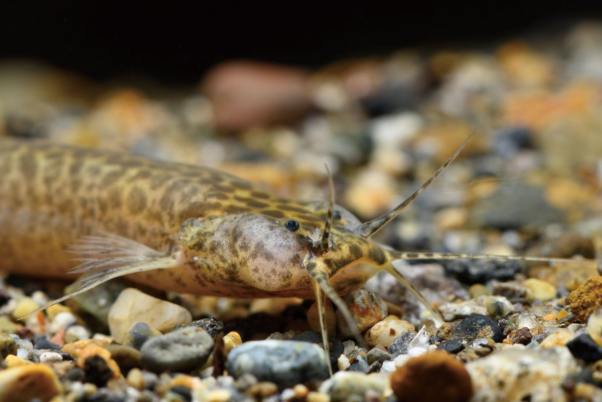 【四字熟魚】
アクアリウムにまつわるあれこれを四字熟語風に表現してみませんか？

テーマは自由！魚や水草、器具のことまで何でもOK！
#四字熟魚 をつけてポストしてね(^^) 

★投稿例★
阿多福鯰（おたふくなまず）
ぷっくりした顔つきのクーリーキャットの一種

#アクアリウム #アクアライフ
