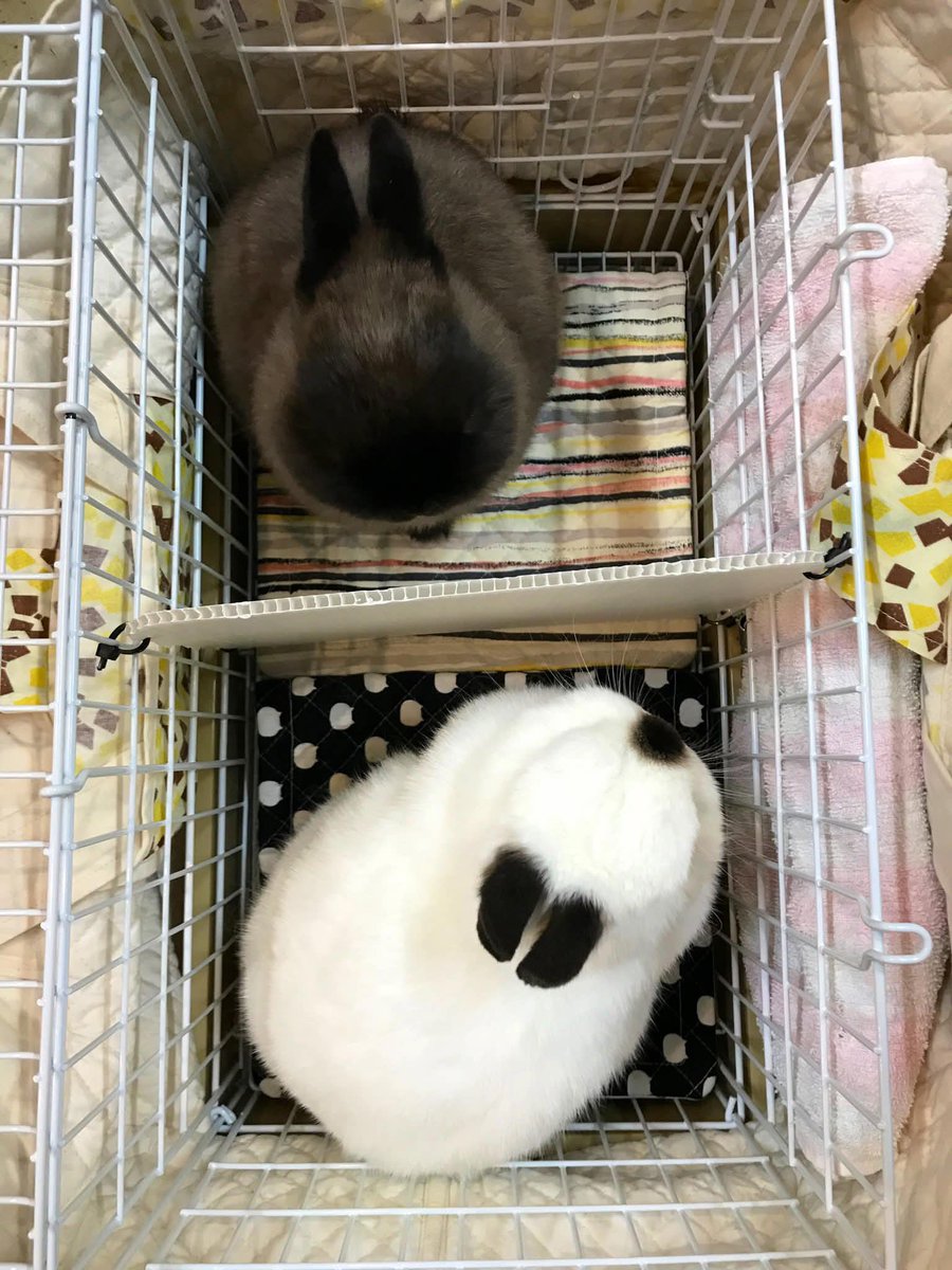 𐙚 Printer✧✟ tweet media