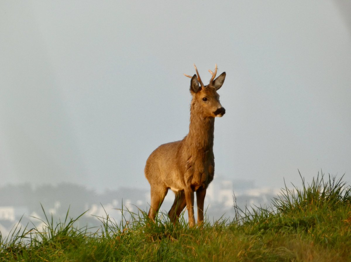 Katie Childs tweet media