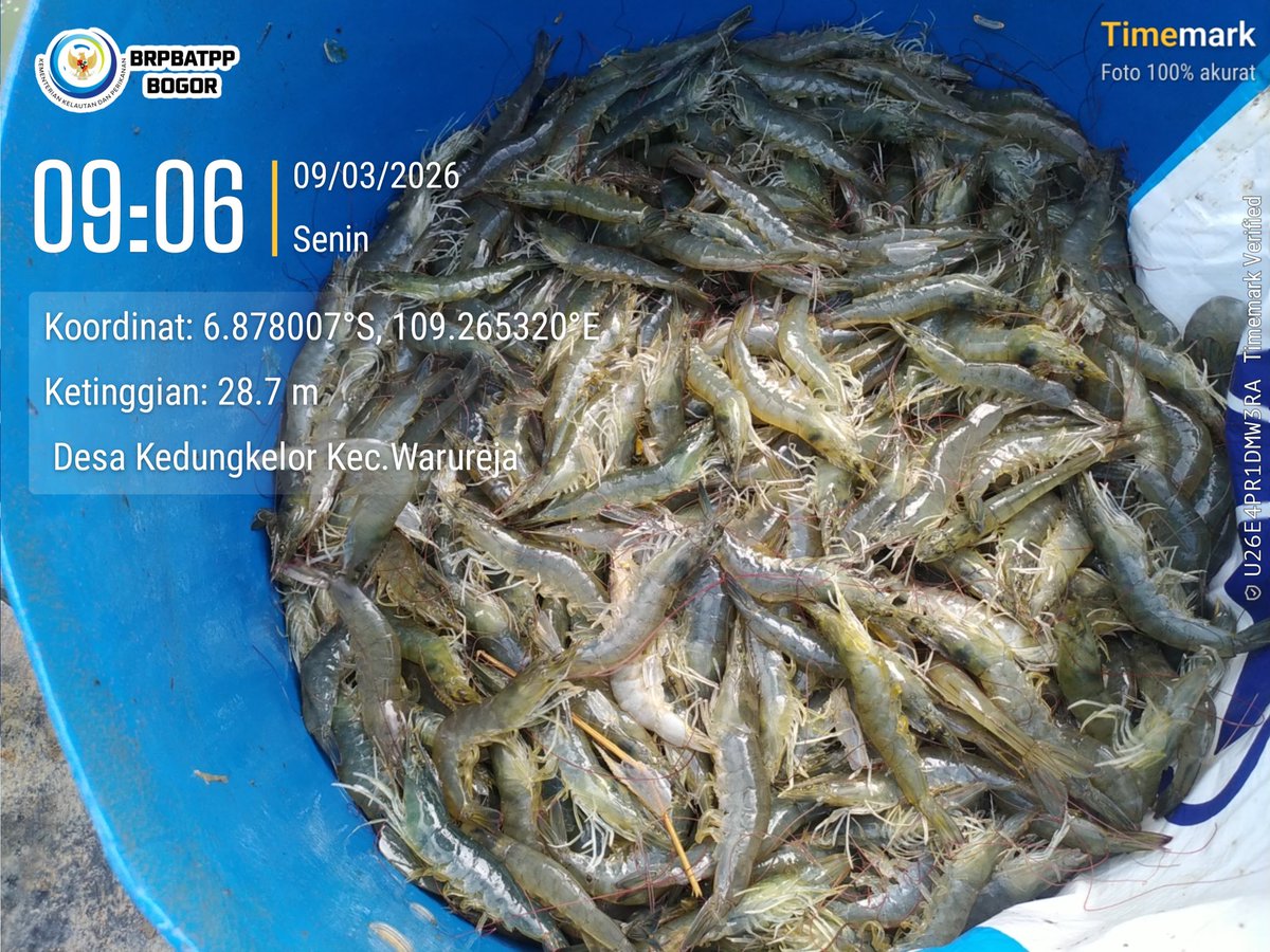 onimaedah's tweet photo. Senin,09 Maret 2026 Kegiatan pendampingan akses pasar panen udang vaname bapak Angga sebanyak 2500 kg  DS Kedungkelor Kec warureja kab Tegal ta 2026. https://t.co/866F357K5d
