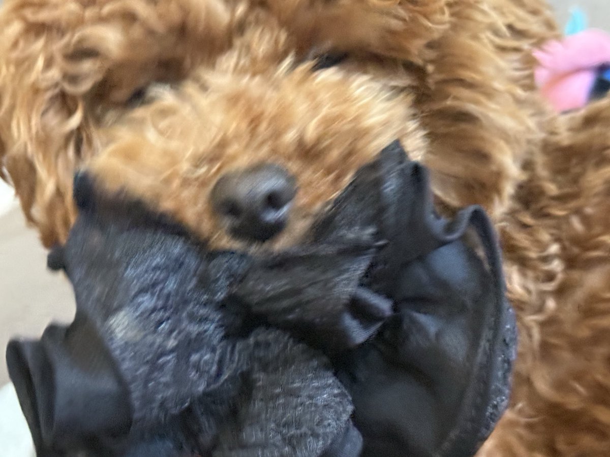 らす🥬 tweet media