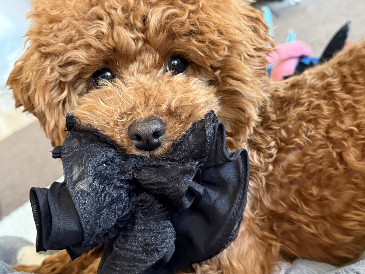 らす🥬 tweet media