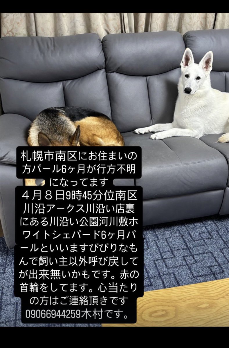 北海道＊保健所＊里親募集 tweet media