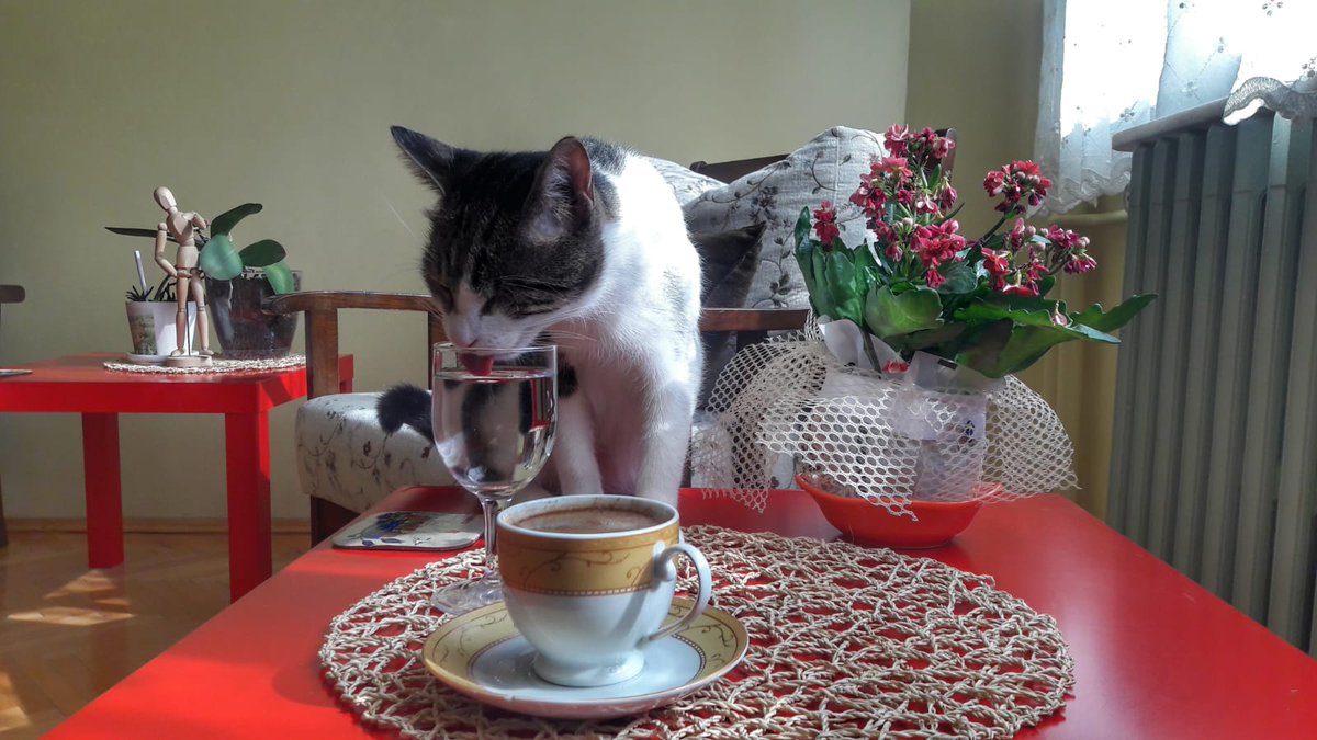 Melda Öz 🐱🐈 tweet media