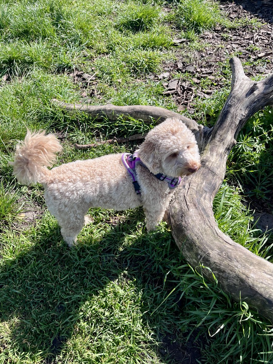 melanie_mjk's tweet photo. ‘I wonder if Mum would notice if I took this home…’ 😂Happy #wontlookwednesday Love Ella.🐶🐾 
#dogsof x https://t.co/4skthsuBIr