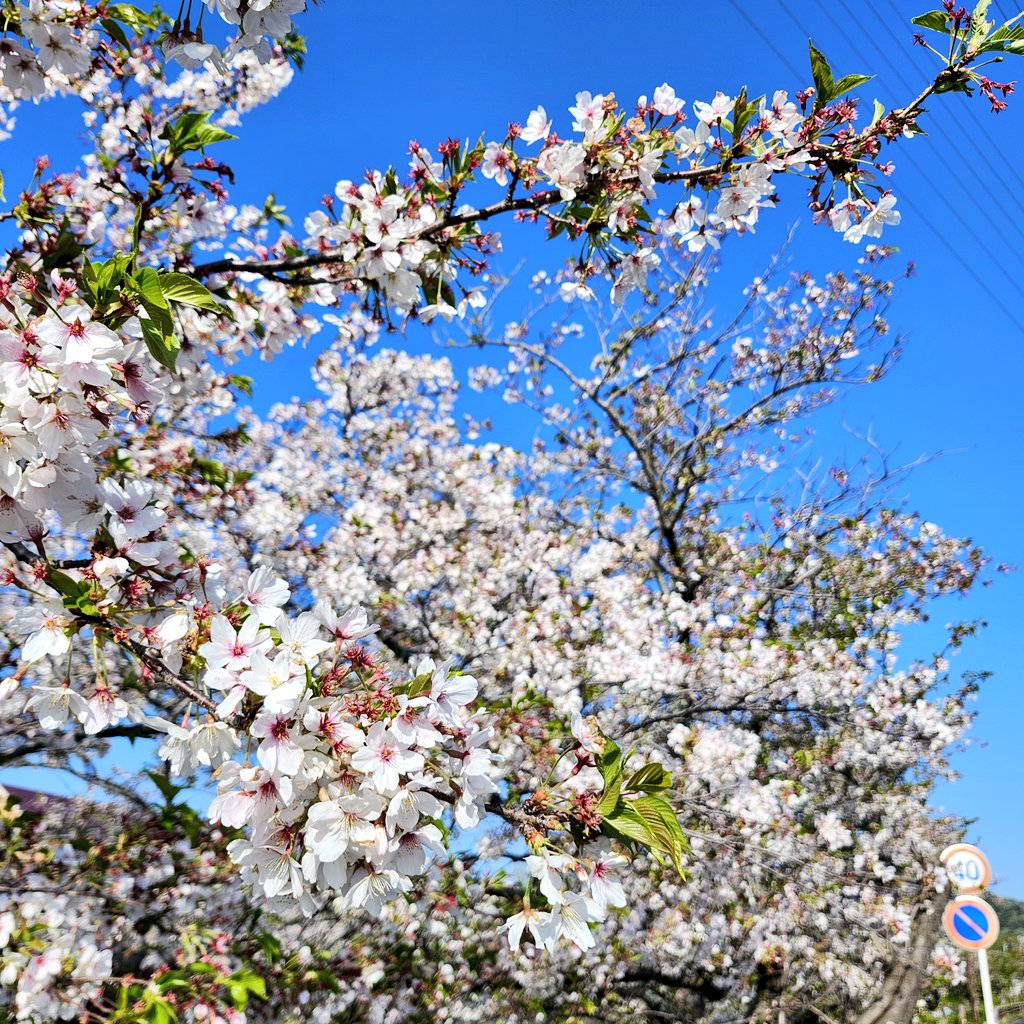 宮野 亜恵美 tweet media