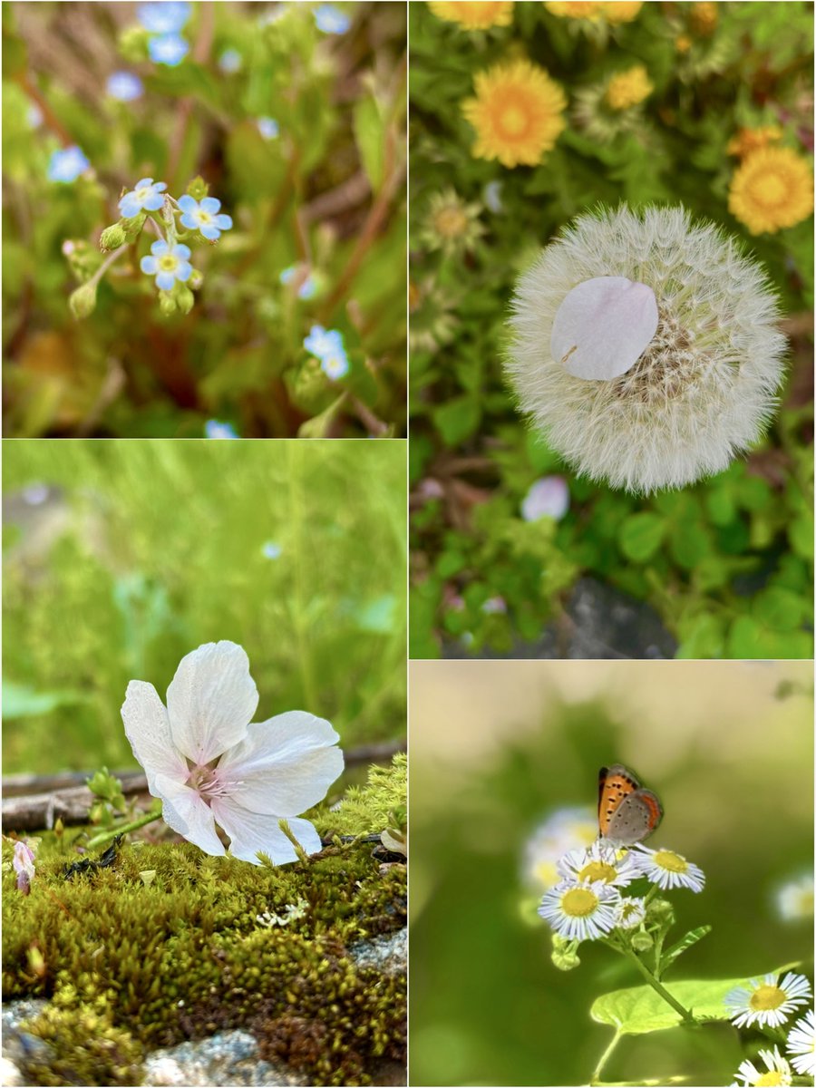 はな *:.。.ᴴᵃⁿⁿᵃʰ ︎.。.:* tweet media