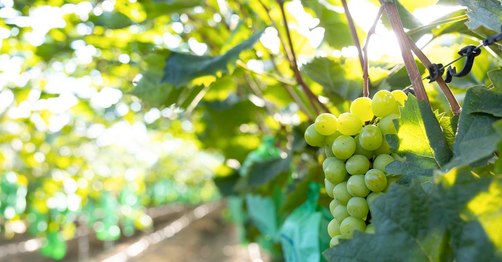 Home-bred varieties lead Korea’s export push ow.ly/NYUv106wW0G