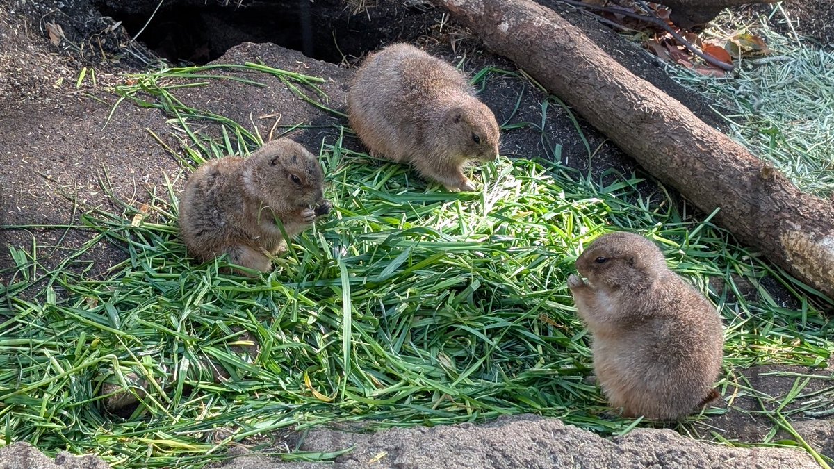 totomint's tweet photo. いい天気です。上野公園は葉桜で新緑が美しいです。#上野　#上野動物園 https://t.co/v96xHmP2Lc