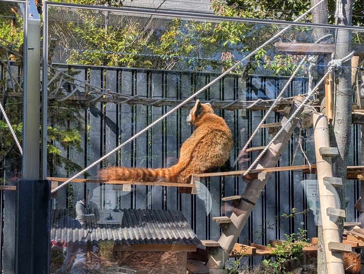 totomint's tweet photo. いい天気です。上野公園は葉桜で新緑が美しいです。#上野　#上野動物園 https://t.co/v96xHmP2Lc