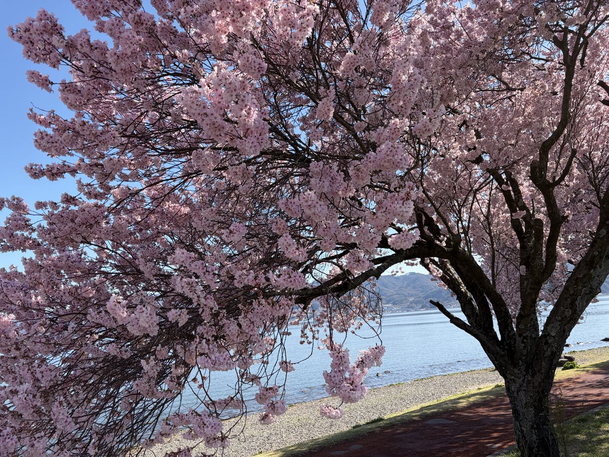 諏訪湖周辺
桜満開です🌸
#桜　#満開
#諏訪