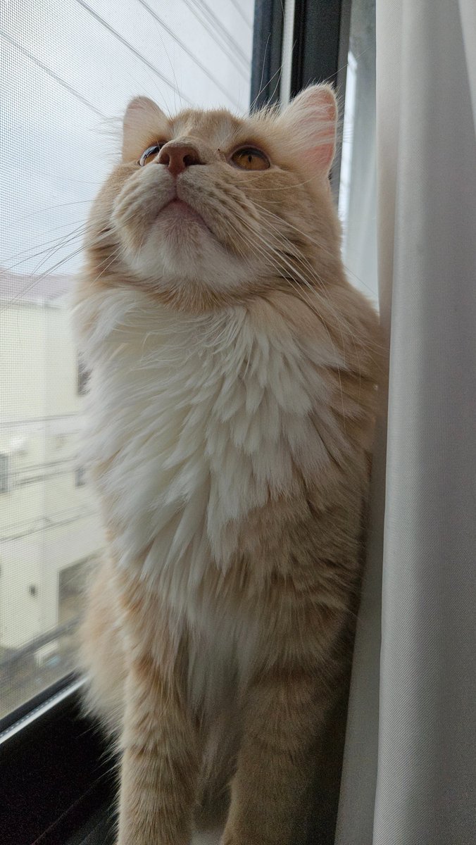 ( ੭🍑･ᴗ･ )੭🐱 tweet media