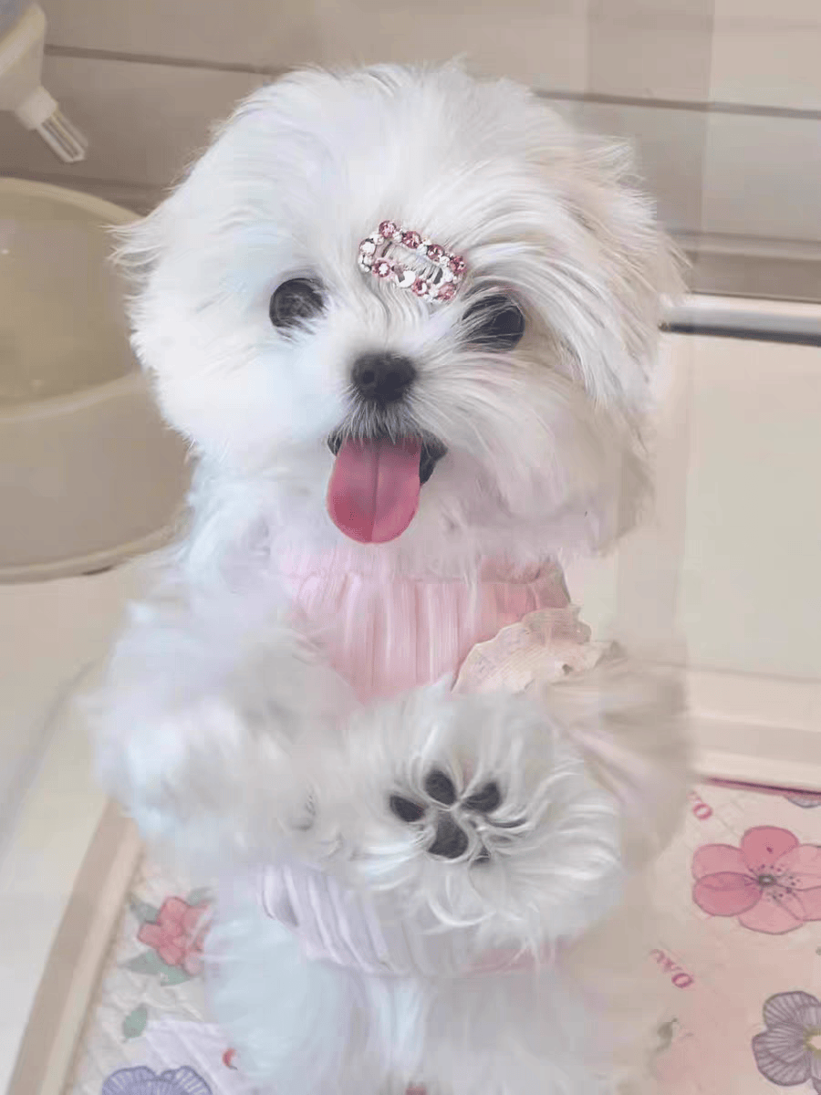 Lalita Devi tweet media