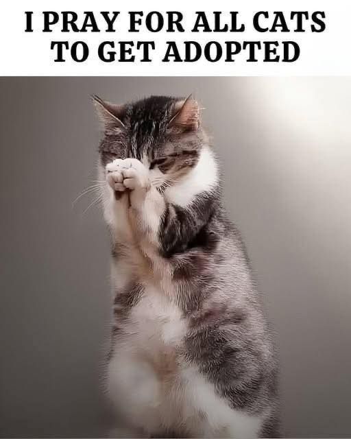 The pets only 🐾 tweet media